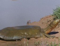 FIRAT NEHRİ - 'Fırat kaplumbağaları' uydudan izlenecek