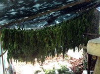 Sakarya'da 31 Kilogram Kubar Esrar Ele Geçirildi