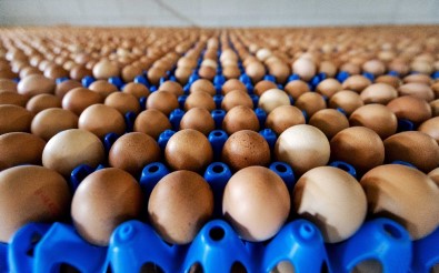 Milyonlarca yumurta raflardan kaldırıldı
