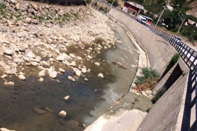 Harşit Çayı Çimento Atıkları İle Kirletiliyor, Balıklar Ölüyor