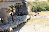 İBRAHIM ÇELIK - Sakarya Nehri Kurudu Hayvanlar Telef Oldu