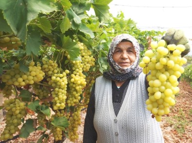 Sarıgöl'de Üzüm Hasadına Başlandı