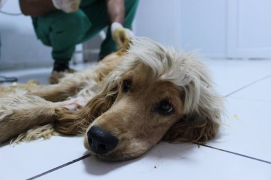 Terkedilen Köpeğin Kırık Kemiği Ameliyatla İyileştirildi