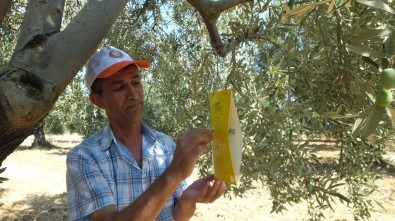 Burhaniye'de Zeytin Sineği Sayımına Başlandı