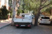 Yol Ortasındaki Ağaçlar Şaşırtıyor