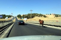 Başıboş At Trafiği Alt Üst Etti
