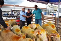 RECEP ŞAHIN - Biga'da Canlı Hayvan Borsası Canlandı