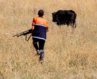 DADAŞKENT - Erzurum'da Kaçan Kurbanlık Dana 1 Çocuğu Hastanelik Etti