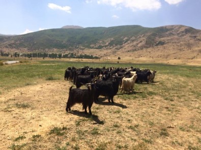 Güroymak'ta Canlı Kurban Yardımı Yapıldı