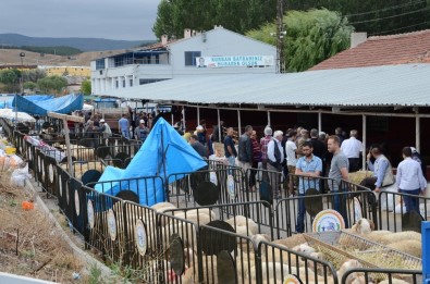 Vatandaşlar Bozüyük Belediyesi Hayvan Pazarına Akın Etti