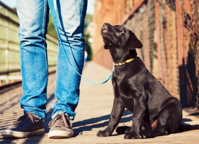 ABD'de Fino Köpeği 10 Yaşındaki Sahibini Kaçırılmaktan Kurtardı