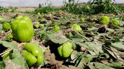 Aksaray'da Tarımı Sel Ve Dolu Vurdu