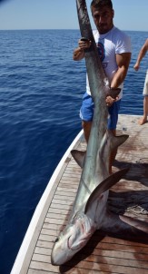 Antalya'da 5 Metrelik Köpek Balığı Oltaya Takıldı