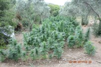 Bursa'da 2 Bin 54 Kök Hint Keneviri Ele Geçirildi