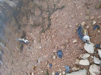 Göletteki Balık Ölümleri İnceleniyor