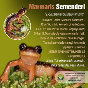 Marmaris Semenderi'nin Nesli Tükenmesin