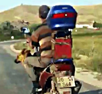 Motosiklette Köpek İle Tehlikeli Yolculuk