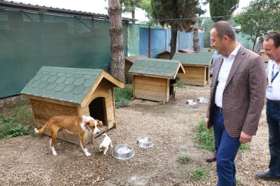 Ordu'da Sokak Hayvanları Emin Ellerde