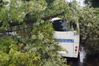 AYDINLATMA DİREĞİ - Aydında, Ağaç Yolcu Minibüsünün Üstüne Devrildi
