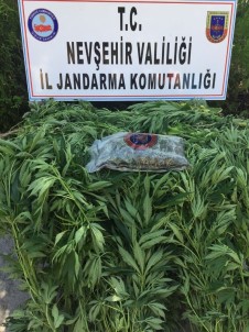 Nevşehir'de 114 Kök Hint Keneviri Ele Geçirildi
