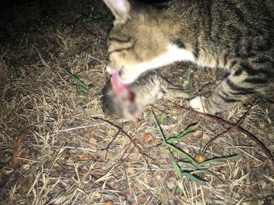 Antalya'da Vahşet Açıklaması 20 Kedi Katledildi