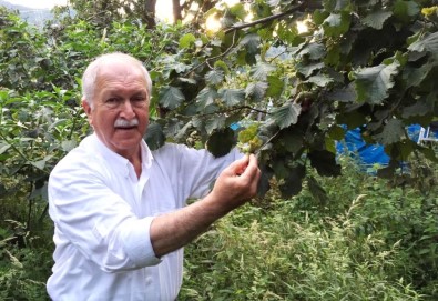 CHP Giresun Milletvekili Bülent Bektaşoğlu;