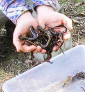 Elazığ'da 'Ulusal Biyolojik Çeşitlilik Envanter Ve İzleme Projesi'
