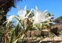 DİLEK YARIMADASI - Kum Zambakları Yok Olma Tehlikesi İle Karşı Karşıya