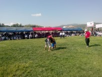 ADEM YEŞİLDAL - Yayladağı Kültür Ve Aba Güreşi Festivali Başladı