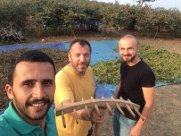 FINDIK TOPLAMA - 2017 Fındığı Harmana İndi