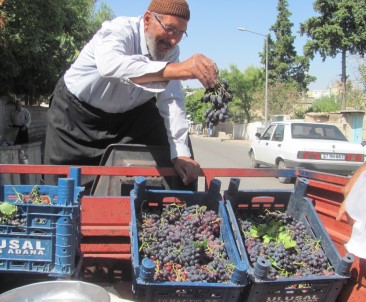 80 Yaşındaki Osman Dedenin Yetiştirdiği Organik Üzümlere Yoğun İlgi