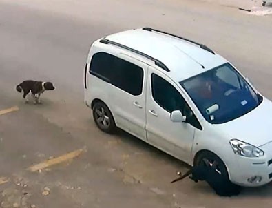 Antalya'da köpekleri bilerek ezen sürücü gözaltına alındı