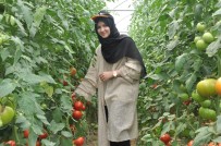 TAVUK YUMURTASI - Arap Gençler Bursa'da Domates Ve Armut Topladı