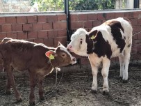 KONUKLU - Ayşe Efe, Hayvanlar İçin Köyüne Su İstiyor