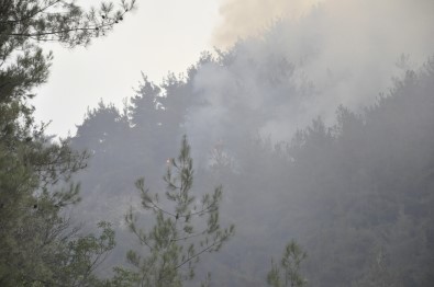 Hatay'da Orman Yangını