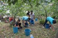 HAVA SICAKLIKLARI - Karadeniz'de Fındık Hasadı