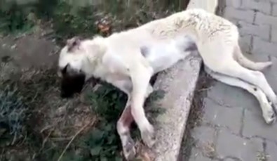 Köpeğe Çarpan Sürücü Yoluna Devam Etti