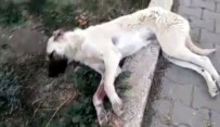 Köpeğe Çarpan Sürücü Yoluna Devam Etti