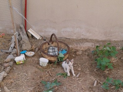 Milas'ta Kedi Yavrusunu İple Bağladılar