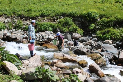 Trabzon'da 2017 Yılında Derelere 562 Bin Alabalık Salımı Gerçekleştirildi