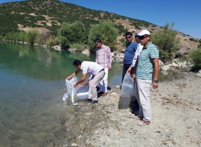 Tunceli'de Gölete 30 Bin Yavru Sazan Bırakıldı
