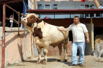 NECO - Otomobil Fiyatına Kurbanlık Boğa