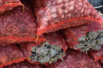 SALYANGOZ - Karadeniz Dibinden Toplayıp Uzakdoğu'ya Satıyorlar