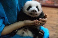 PANDA - Çin'deki Dev Pandalar Depremden Etkilenmedi