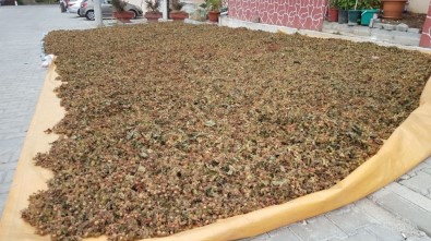 Düzce'de Fındık Harmana İndi