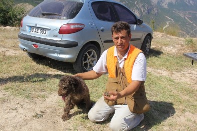 Özel Köpek Arthur'un 200 Euro'luk Mantar Avı
