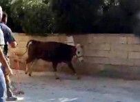 KURUDERE - Gaziantep'te Kaçan Dana Zor Anlar Yaşattı