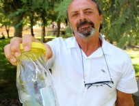 SALYANGOZ - Katil salyangoz' Türkiye'de!