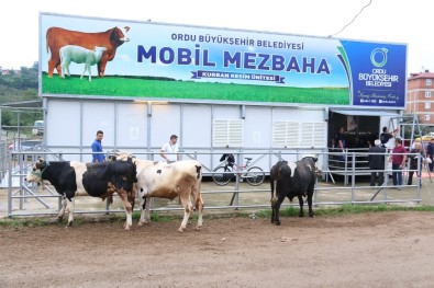 Ordu'da Mobil Mezbahada Kurban Kesimi