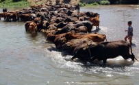AGİT - Mandalar Suda Hem Serinliyor Hem De Süt Verimleri Artıyor
